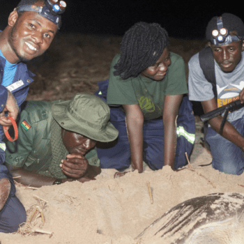Daily Dive # 073 | What Sea Turtle Conservation Looks Like in Ghana